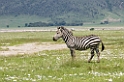 Ngorongoro Zebra05
